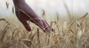 Guida alla bioagricoltura, tecniche e benefici