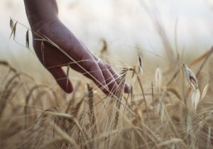 Guida alla bioagricoltura, tecniche e benefici