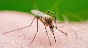 West Nile: è possibile fare un test anche a casa?