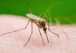 West Nile: è possibile fare un test anche a casa?