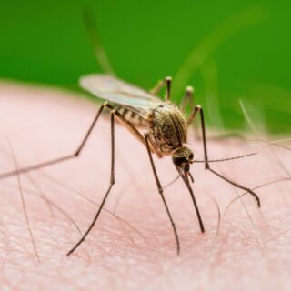West Nile: è possibile fare un test anche a casa?