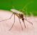 West Nile: è possibile fare un test anche a casa?