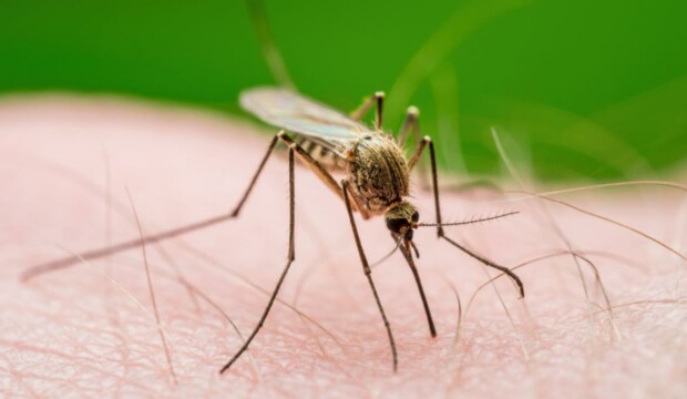 West Nile: è possibile fare un test anche a casa?